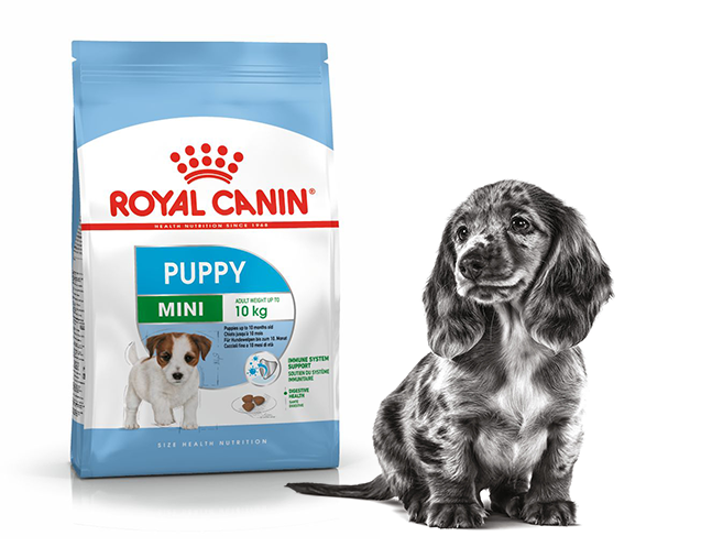 dashund-puppy
