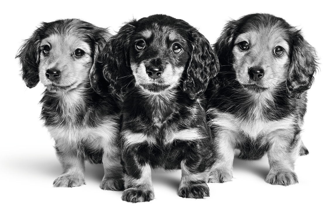 puppyies