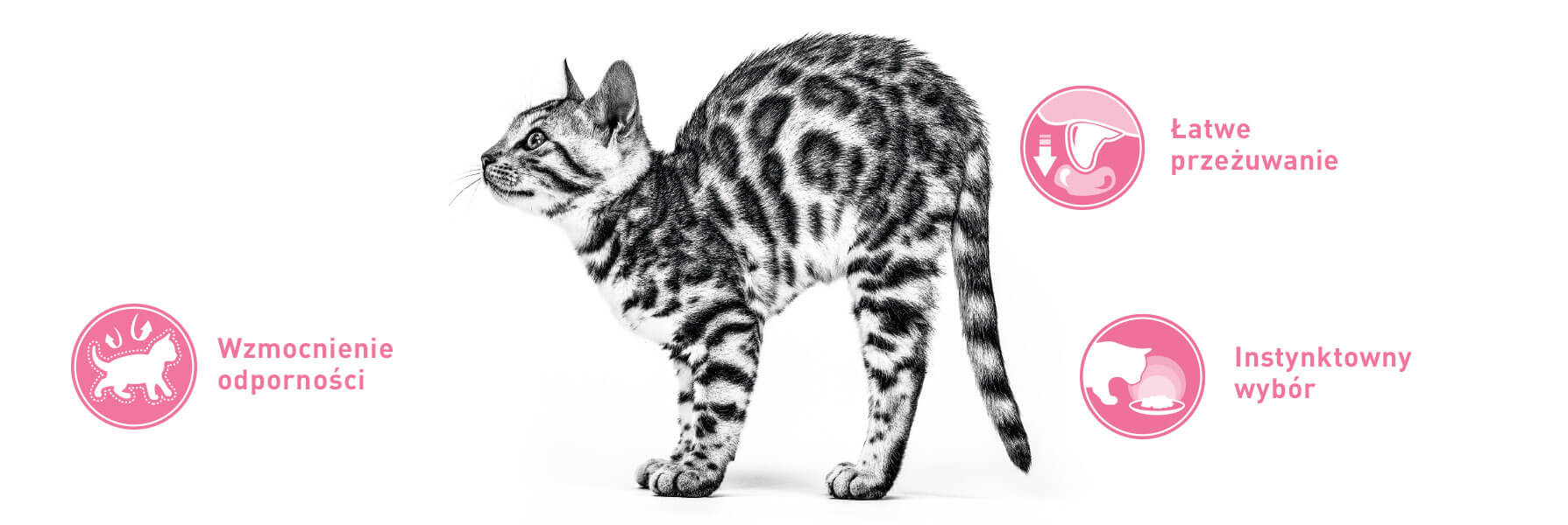 cat-before