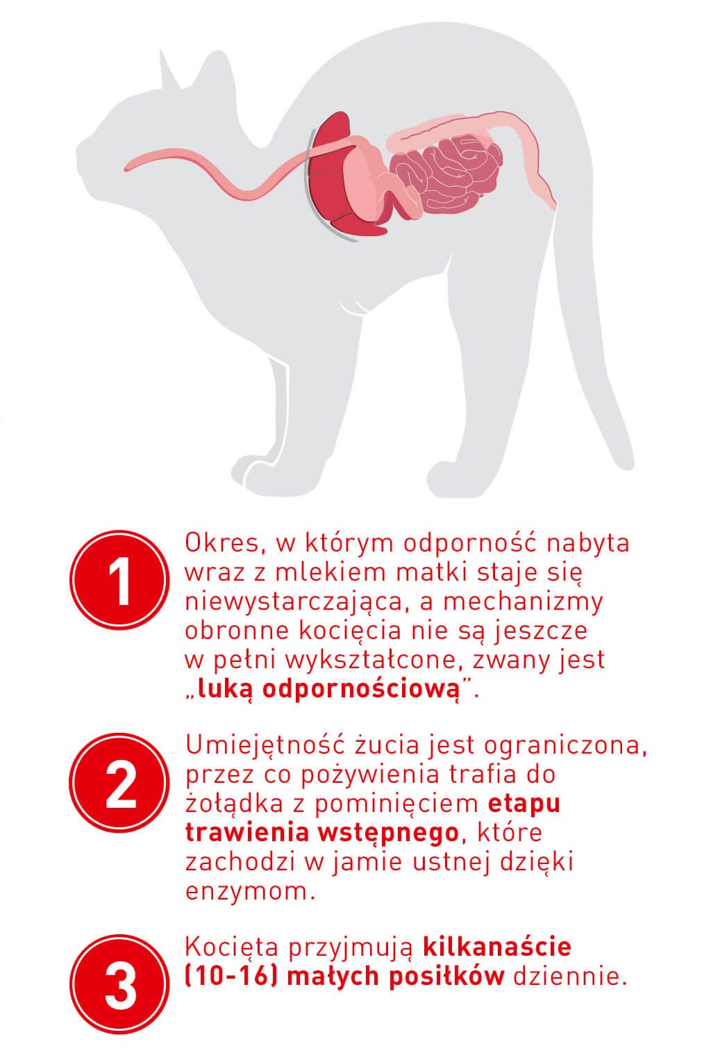 cat-after