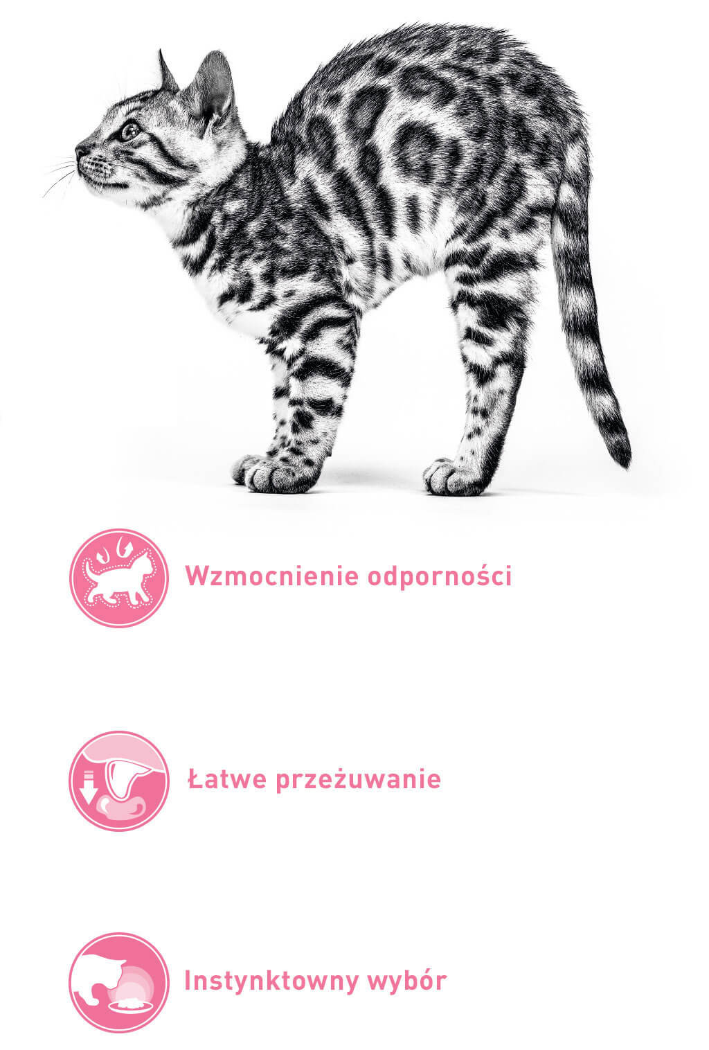 cat-before