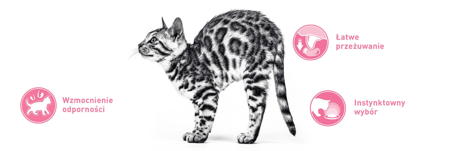 cat-before