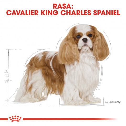 Krmivo Royal Canin SHN Breed Cavalier K C 1,5 kg - Fotogalerie 7
