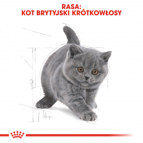 Royal Canin British Shorthair Kitten suché krmivo pro kočky 2 kg Kotě Drůbež, Rýže, Zeleninová - Fotogalerie 2
