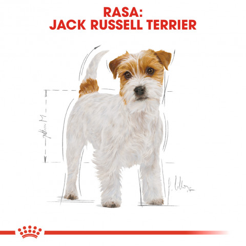ROYAL CANIN Jack Russell Adult suché krmivo pro psy - 1,5 kg - Fotogalerie 7