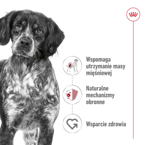ROYAL CANIN SHN Medium Adult in sauce - vlhké krmivo pro dospělé psy - 10x140g - Fotogalerie 6