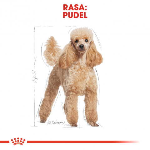 Royal Canin Poodle Adult 1,5 kg - Fotogalerie 7