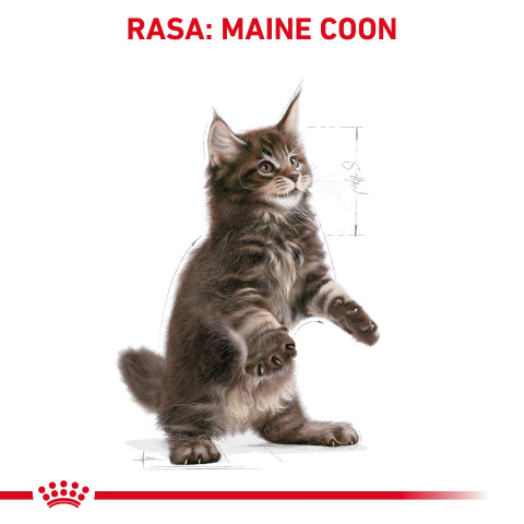 ROYAL CANIN Maine Coon Kitten - suché krmivo pro kočky - 2 kg - Fotogalerie 7
