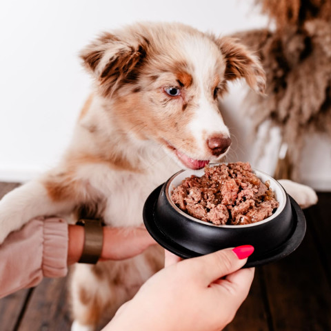 PERRO Gourmet Junior Horsemeat with zucchini - mokré krmivo pro psy - 800g - Fotogalerie 2