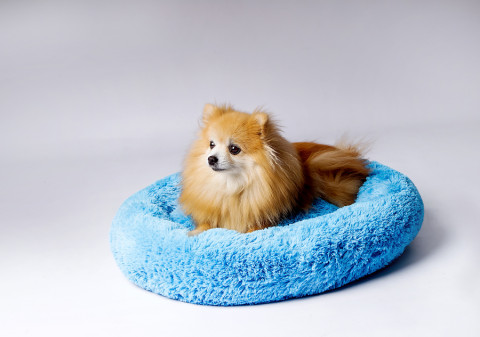 GO GIFT Shaggy blue M - pelíšek pro domácí mazlíčky - 57 x 57 x 10 cm - Fotogalerie 3