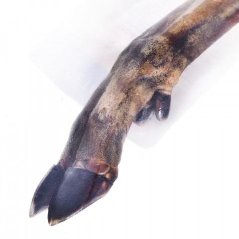 PETMEX Deer hoof - žvýkačka pro psy - 1 kusů - Fotogalerie 3