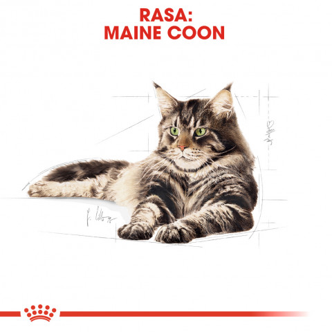 ROYAL CANIN FBN Maine Coon - Mokré krmivo pro kočky - sáček 12x 85g - Fotogalerie 6