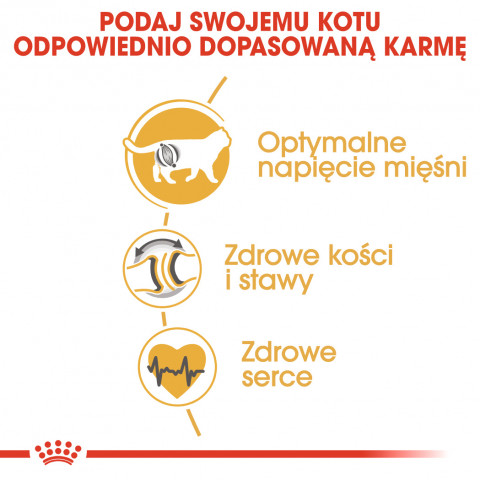 ROYAL CANIN FBN British Shorthair Adult suché krmivo pro kočky - 10 kg - Fotogalerie 7