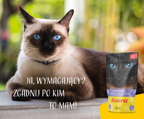 JOSERA Kuřecí filé s telecím masem - vlhké krmivo pro kočky - 70 g - Fotogalerie 2