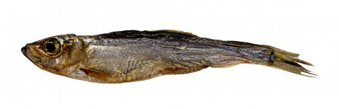 PETITTO Dried sprats - pamlsek pro psa - 500g - Fotogalerie 3