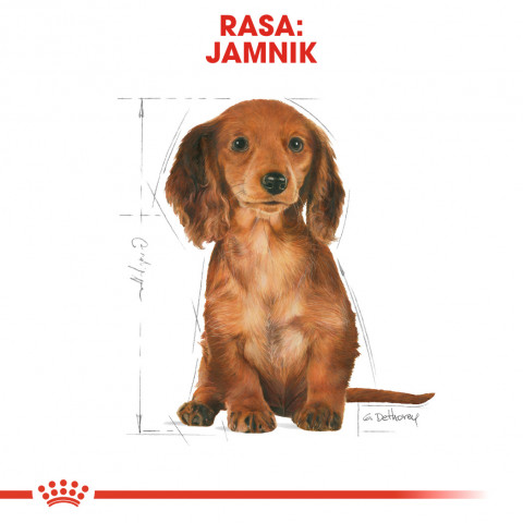 Krmiva Royal Canin SHN Breed Dachshund Jun 1,5 kg - Fotogalerie 7