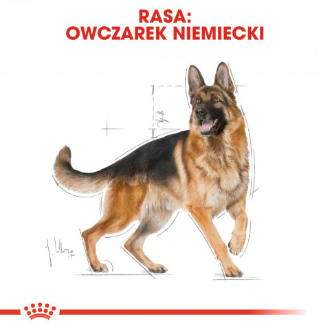 ROYAL CANIN BHN Německý ovčák - suché krmivo pro dospělé psy - 11kg - Fotogalerie 7