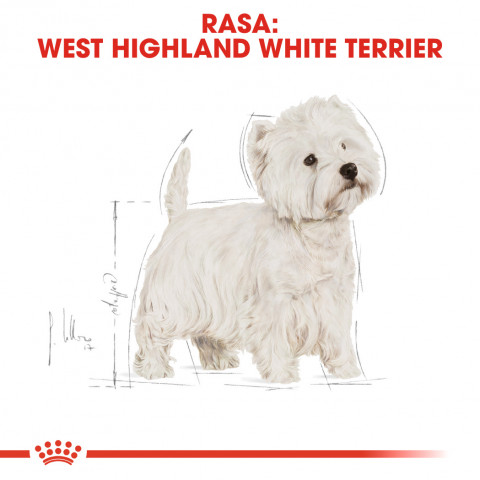 Royal Canin BHN West Highland White Terrier Adult - suché krmivo pro dospělé psy - 3kg - Fotogalerie 7