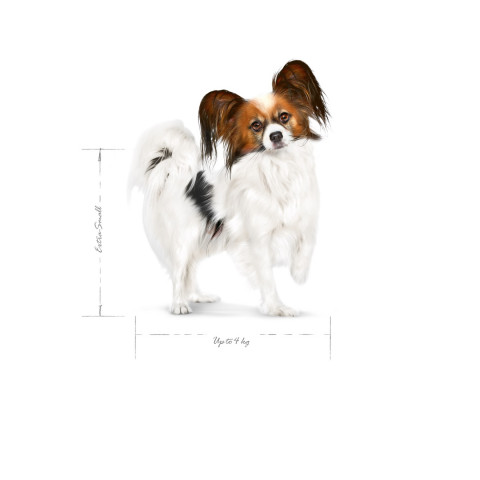 ROYAL CANIN Adult x- small SHN - suché krmivo pro psy - 3kg - Fotogalerie 3
