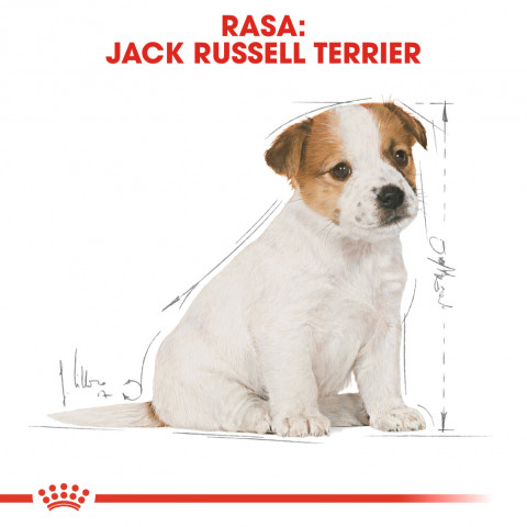 Royal Canin SHN Breed Jack Russell Junior - Suché krmivo pro psy Drůbež, Rýže - 3 kg - Fotogalerie 8
