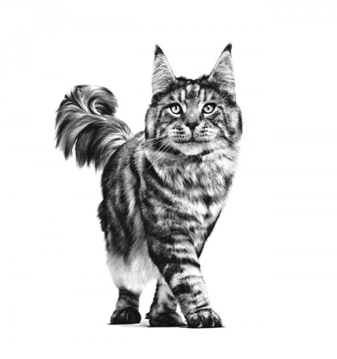 ROYAL CANIN Cat Gastrointestinal VHN - suché krmivo pro kočky - 400g - Fotogalerie 3