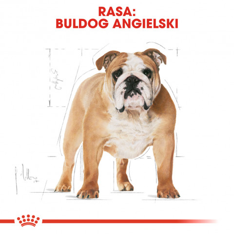 ROYAL CANIN Bulldog Adult - suché krmivo pro psy - 12 kg - Fotogalerie 4
