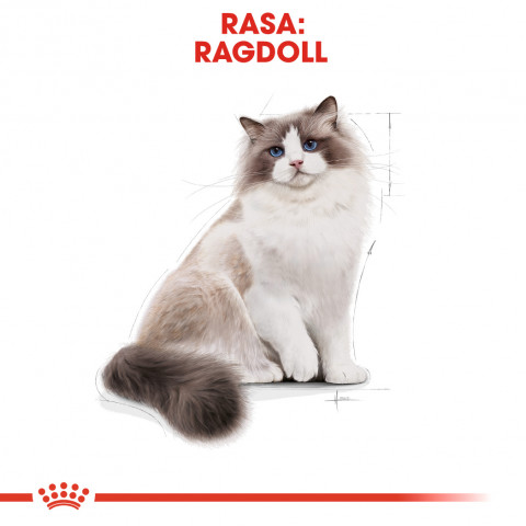 Royal Canin FBN Ragdoll Adult suché krmivo pro kočky 2 kg - Fotogalerie 8
