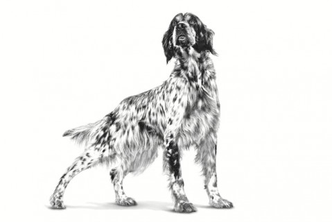 ROYAL CANIN Gastrointestinal High Fibre Loaf VHN - vlhké krmivo pro psy - 200g - Fotogalerie 2