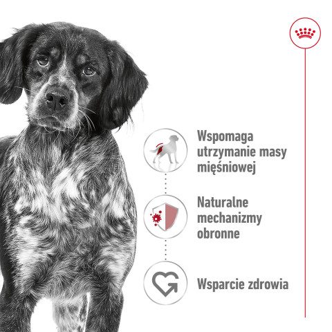 ROYAL CANIN Adult Medium - suché krmivo pro psy - 4kg - Fotogalerie 3