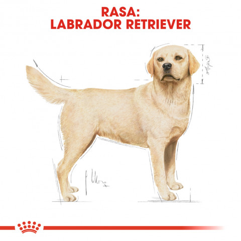 ROYAL CANIN Labrador Adult - suché krmivo pro psy - 12 kg - Fotogalerie 7