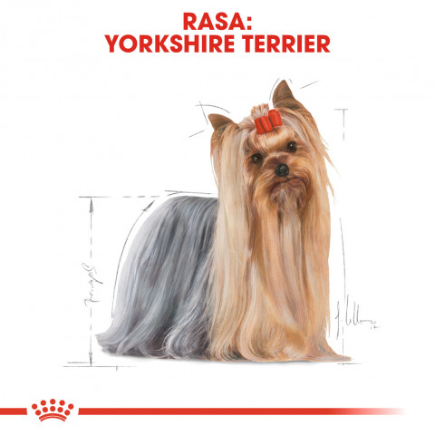 ROYAL CANIN Yorkshire Terrier 0,5kg - Fotogalerie 7