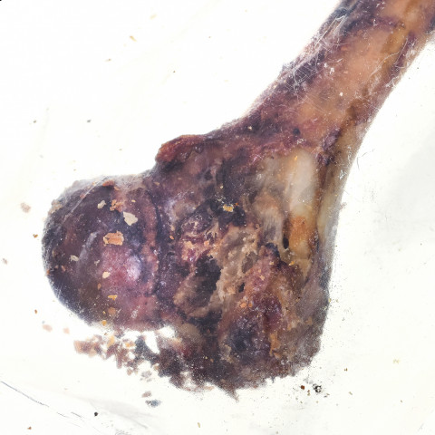 PETMEX Ham bone - žvýkačka pro psy - 1 kusů - Fotogalerie 3