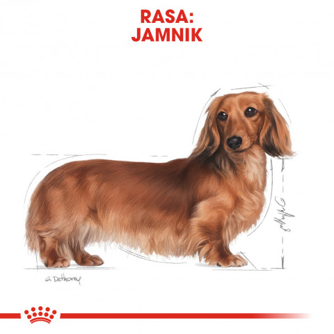 ROYAL CANIN Dachshund Adult - suché krmivo pro psy - 7,5 kg - Fotogalerie 7