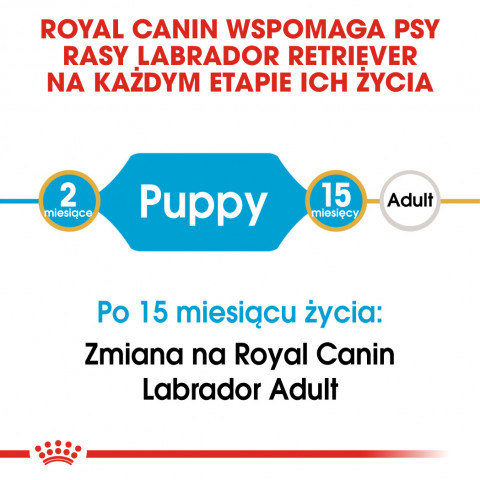 ROYAL CANIN SHN Breed Labrador Junior suché krmivo pro psy - 12 kg. - Fotogalerie 6