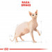 Royal Canin Sphynx suché krmivo pro kočky 2 kg - Fotogalerie 12