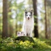 RAW PALEO Puppy Monoprotein Duck - mokré krmivo pro štěňata - 400 g - Fotogalerie 3