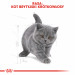 Royal Canin British Shorthair Kitten suché krmivo pro kočky 2 kg Kotě Drůbež, Rýže, Zeleninová - Fotogalerie 2