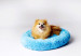 GO GIFT Shaggy blue M - pelíšek pro domácí mazlíčky - 57 x 57 x 10 cm - Fotogalerie 4