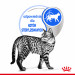 ROYAL CANIN FHN Indoor jelly - vlhké krmivo pro dospělé kočky - 12x85g - Fotogalerie 4