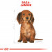 Krmiva Royal Canin SHN Breed Dachshund Jun 1,5 kg - Fotogalerie 7