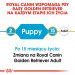 ROYAL CANIN Golden Retriever Puppy - suché krmivo pro psy - 12 kg - Fotogalerie 6