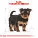ROYAL CANIN Yorkshire Terrier Puppy - suché krmivo pro psy - 7,5 kg - Fotogalerie 8