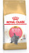 Royal Canin British Shorthair Kitten suché krmivo pro kočky 2 kg Kotě Drůbež, Rýže, Zeleninová - Fotogalerie 9