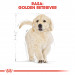 ROYAL CANIN Golden Retriever Puppy - suché krmivo pro psy - 12 kg - Fotogalerie 8