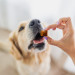PERRO Bon Bon Turkey - pamlsek pro psa - 80g - Fotogalerie 3
