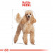 Royal Canin Poodle Adult 1,5 kg - Fotogalerie 7