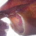 Žvýkačka pro psy PETMEX Vepřové ucho 40g 1ks - Fotogalerie 3