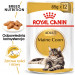 ROYAL CANIN FBN Maine Coon - Mokré krmivo pro kočky - sáček 12x 85g - Fotogalerie 2