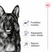 ROYAL CANIN Maxi Adult 5+ - suché krmivo pro psy - 15 kg - Fotogalerie 6