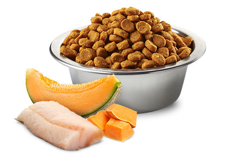 FARMINA N&D Ocean Dog Cod, Pumpkin, Cantaloupe Melon Puppy Mini - suché krmivo pro psy - 2.5 kg - foto 3